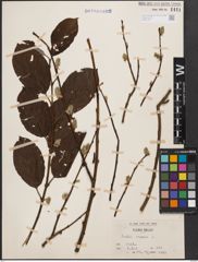 Foto von Salix caprea L.